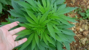 Kayseri'de bahçesinde Hint keneviri yetiştiren sanığa 3 yıl 4 ay hapis cezası