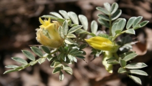 Kayseri'de keşfedilen geven türü literatüre girdi