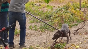 Kayseri'de tehlikeli ırk köpeklerin ticaretini yapan 6 kişiye 240 bin lira ceza