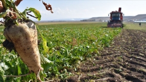 Kayseri Şeker, pancar bedeli avans fiyatını ton başına 800 liraya yükseltti