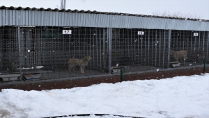 Kırşehir'de doğaya terk edilen 10 köpekten 4'ü telef oldu