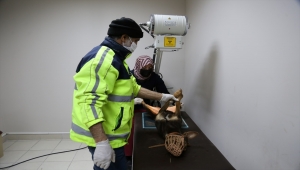 Kocaeli'de otomobilin çarptığı köpeği itfaiye kurtardı