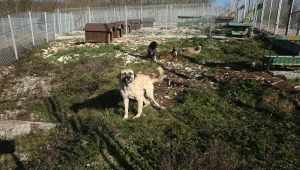 Kocaeli'nin örnek "Patilik Mutlu Sokak Hayvanları Kasabası"