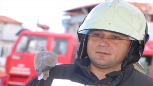 Kumru "Cemile" Kula İtfaiyesinin maskotu oldu