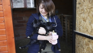 Mamak'taki hayvanat bahçesi ikiz keçiler "ay" ve "yıldız" ile yeni yıla girdi
