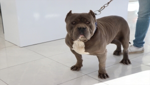 Niğde'de tehlikeli tür köpekler kliniklerde kısırlaştırılıyor