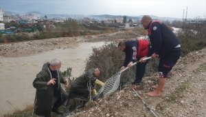 Osmaniye'de çayda mahsur kalan köpek kurtarıldı