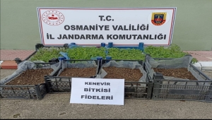 Osmaniye'de evinin salonunda 2 bin 500 kök Hint keneviri yetiştiren zanlı tutuklandı
