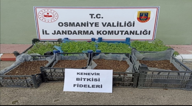 Osmaniye'de evinin salonunda 2 bin 500 kök Hint keneviri yetiştiren zanlı tutuklandı