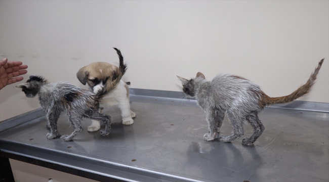 Rize'de varil içinde bulunan 3 yavru kediden 2'si kurtarıldı