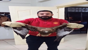 Şanlıurfa'da yaralı kartal tedavi altına alındı