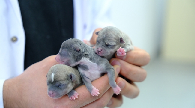 Sivas'ta sezaryenle doğum yaptırılan köpek 3 sağlıklı yavru dünyaya getirdi