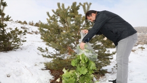 Sivas Valisi Salih Ayhan yaban hayvanları için doğaya yem bıraktı