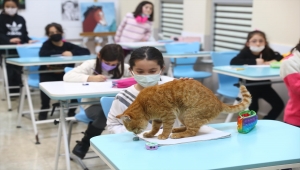 Soğuktan kurtarılan kedi Bilgi Evi'nin maskotu oldu