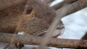 Su maymunları Tunca Nehri'nde yiyecek ararken görüntülendi 
