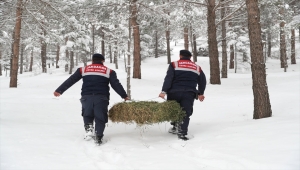 Tokat'ta yaban hayvanları için doğaya 10 bin kilogram yem bırakıldı
