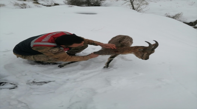 Tunceli'de köpeklerin saldırdığı yaban keçisi tedavi altına alındı