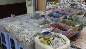 Umman'da yetişen "kündür ağacı" antik çağlardan günümüze önemini koruyor