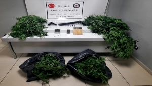 Ümraniye'de 101 kök Hint keneviri ele geçirildi