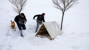 Van'da, donmak üzere olan anne köpek ve 2 yavrusu kurtarıldı