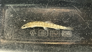 Yıllar sonra rastlanan "Batman bantlı çöpçü balığı" korunacak