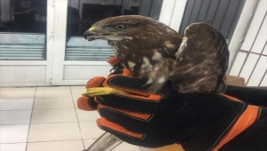 Zonguldak'ta jandarmanın bulduğu yaralı şahin tedaviye alındı