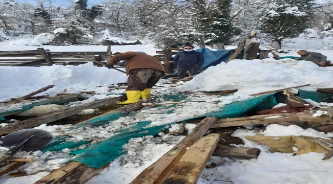 Zonguldak'ta kar nedeniyle çatısı çöken ahırda 15 küçükbaş hayvan telef oldu