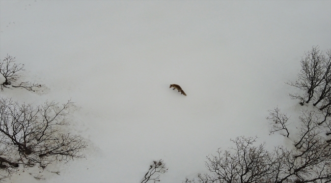 Bingöl'de karda yiyecek arayan tilki havadan görüntülendi