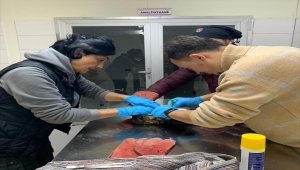 Bursa'da geçen yıl 335 yaban hayvanı tedavi edilerek doğaya salındı 