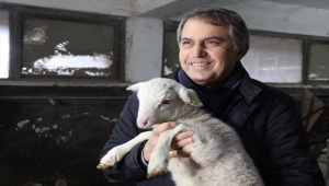 Bursa'da üniversitedeki çiftlikte yılın ilk kuzuları dünyaya gözlerini açtı