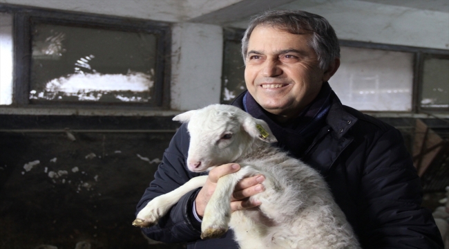 Bursa'da üniversitedeki çiftlikte yılın ilk kuzuları dünyaya gözlerini açtı