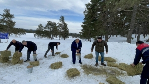 Çorum'da yaban hayvanları için doğaya 500 kilogram yem bırakıldı