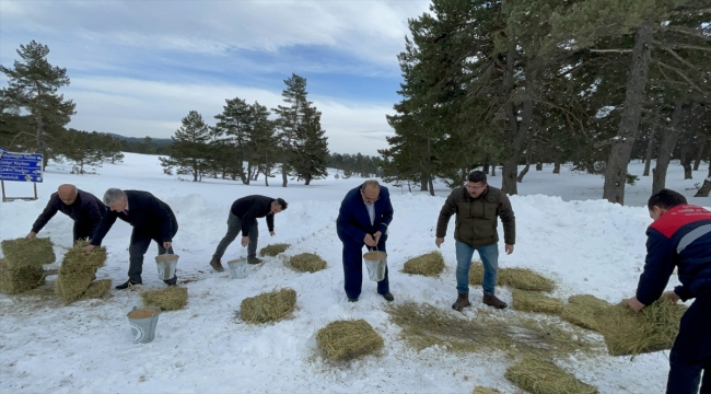 Çorum'da yaban hayvanları için doğaya 500 kilogram yem bırakıldı