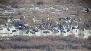 Çukurova Deltası'nda 5 bin 300 adet turna sayıldı 