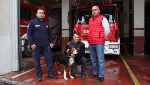 Düzce'de dere yatağında mahsur kalan köpek itfaiye ekiplerince kurtarıldı