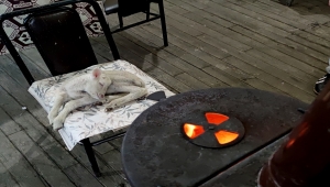 Erken doğan kuzu "Umut"u kahvehanede biberonla besliyor