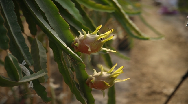 Girişimci kadın tropikal meyve "pitaya"yı serada yetiştiriyor
