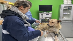 GÜNCELLEME - Ordu'da silahla yaralanan köpek görme yetisini kaybetti 
