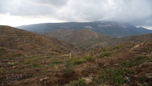 Hatay'da yangından zarar gören ormanlık alanlar ağaçlandırılıyor