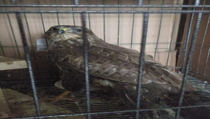 Kanat tüyleri kesilen kızıl şahin tedaviye alındı