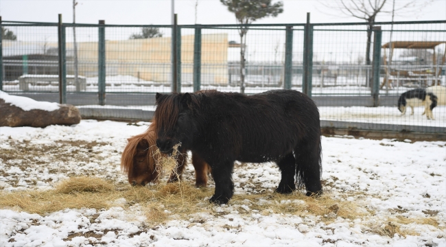 Kayseri'de hayvanat bahçesinin sakinleri kışın tadını çıkarıyor