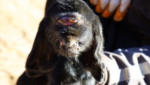 Kilis'te gözleri alnının ortasında oğlak doğdu