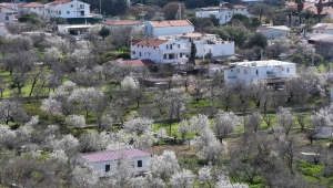 Muğla'da badem ağaçları çiçek açtı 
