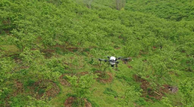 Ordu'da fındık bahçeleri insansız hava araçları ile ilaçlanacak