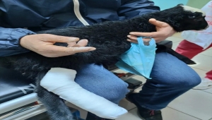 Rize'de ayağı kırılan kuzu veteriner bulunamayınca hastanede tedavi edildi