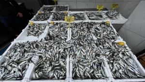 Samsun'da hamsi ve istavritin kilogramı 25 liradan satılıyor
