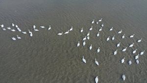 Trakya'nın "kuş cenneti" Meriç Deltası yaklaşık 40 bin kuşa ev sahipliği yapıyor
