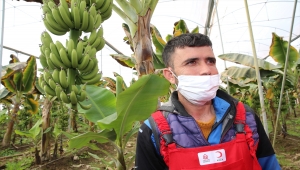 Türk Kızılay Genel Başkanı Kerem Kınık, Hatay'da hasada katıldı: