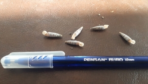 Antalya'da yasa dışı salyangoz toplayan yabancı uyrukluya para cezası