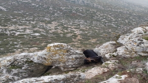 Burdur'da kayalıklarda mahsur kalan keçiyi AFAD kurtardı 